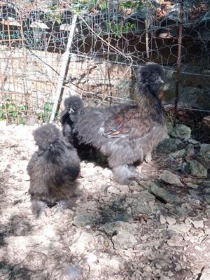 Coppia Moroseta circa 6 mesi nere - Foto 2