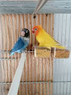 Coppie di inseparabili personata, Fischeri, Nigrigenis