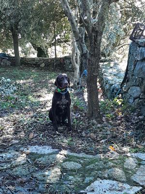VENDO CANE DA CACCIA - Anteprima 1