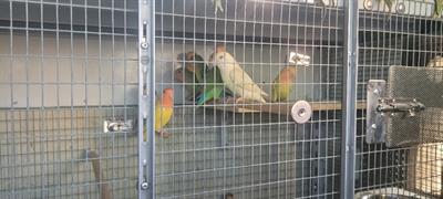 Inseparabili, prezzo è trattabile - Foto 3