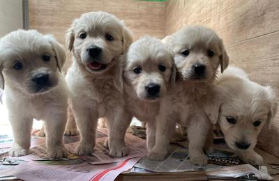 Cuccioli Golden retriever bianchi, 2 mesi compiuti