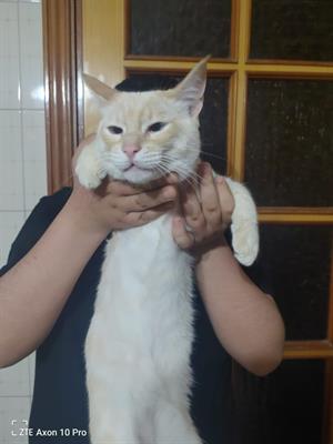 Siamese Red point - Foto 3