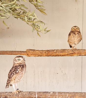 Civette delle Tane - coppie da riproduzione - Foto 2