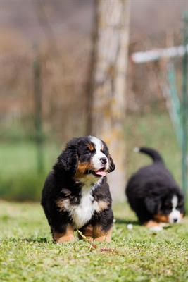 Cuccioli Bovaro del Bernese - Foto 4