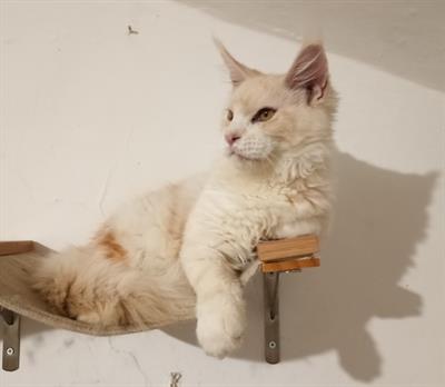 Cuccioli Maine Coon