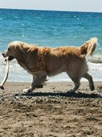Cerchiamo femmina Golden Retriever per accoppiamento