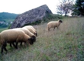 Ovini di razza suffolk