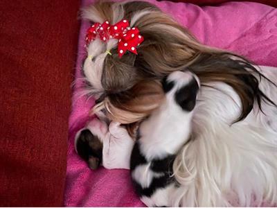 Cuccioli di Shih Tzu