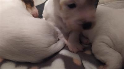 Cuccioli di jack russel puri - Foto 4