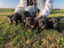 Staffordshire Bull Terrier