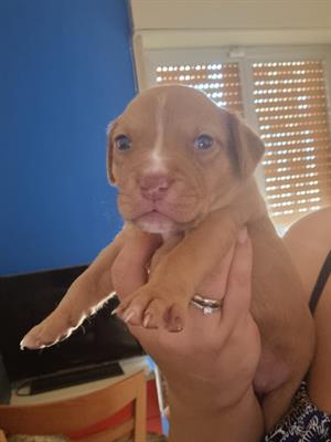 Pitt Bull Amstaff