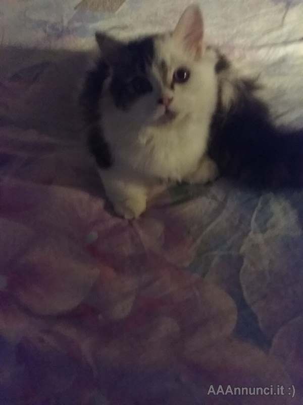 Munchkin minuet gatto nano