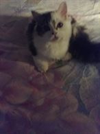 Munchkin minuet gatto nano