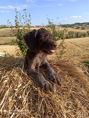Cuccioli Drathaar