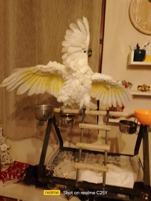 Cacatua alba