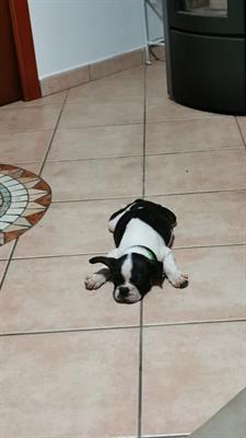 Cucciolo Razza bulldog francese - Anteprima 1
