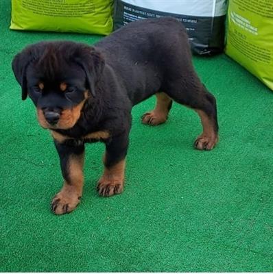 Cuccioli rottweiler con pedigree