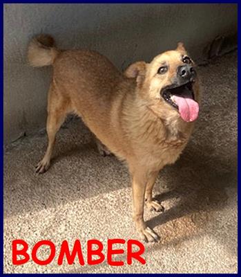 BOMBER tenero cagnolino in