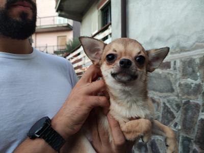 Chihuahua per accoppiamento, a pelo corto - Foto 2