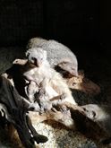 Manguste egiziane, obscurus, striate con documenti - Anteprima 1