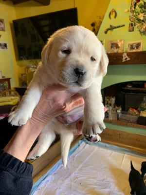 Cuccioli Razza Labrador, color miele - Foto 3