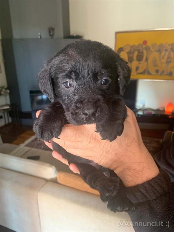 Foto 2Cuccioli Razza Labrador con ENCI ed FCI