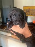 Cuccioli Razza Labrador con ENCI ed FCI - Anteprima 2
