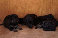 Bellissimi cuccioli di Pastore Tedesco Nero Focato
