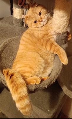 Scottish fold per accoppiamento, color rosso - Foto 4