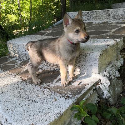 Cuccioli di cane lupo cecoslovacco - Foto 5