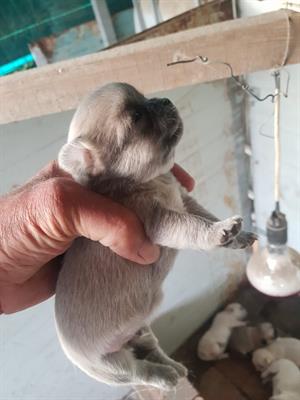 Chihuahua