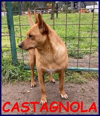 CASTAGNOLA simil pinscherina 2 anni 10 kg