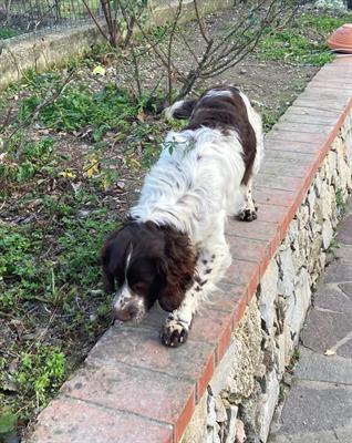 Cucciolo di spinger spaniel inglese