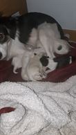 Cuccioli di cane meticci