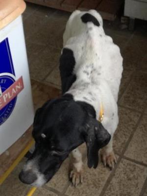 GULLIVER Pointer M - cerca casa - Foto 2