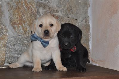 Cuccioli Labrador con pedigree ENCI