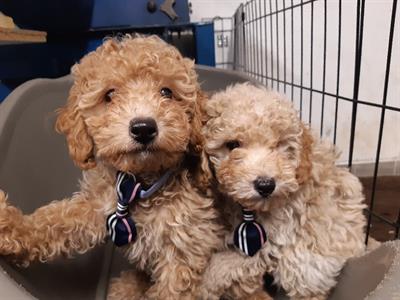 Cuccioli di barboncino nano