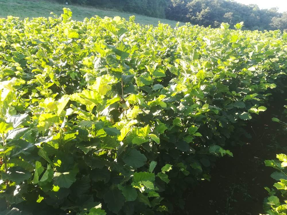 Piantine di nocciolo - Foto 3