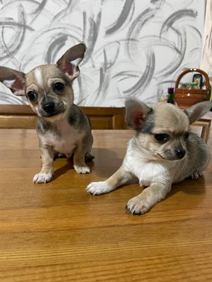2 maschi di chihuahua
