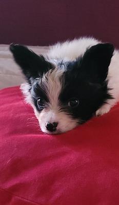 Cane piccola taglia epagnuel toy nano PAPILLON