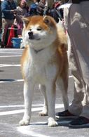 Cuccioli Akita Inu alta genealogia