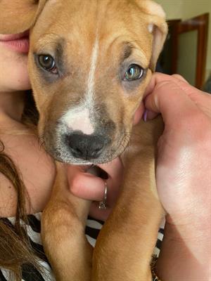 PitBull in standard Ukc