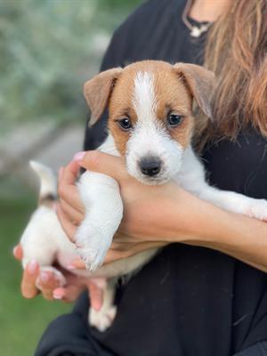 Jack russell terrier, genitori visibili - Foto 6