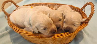 Splendidi cuccioli linea inglese.