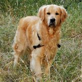 Cerco femmina di Golden Retrie