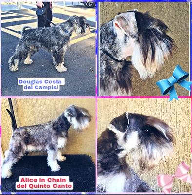 Zwergschnauzer pepe e sale