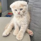 Foto 2 Gatto rosso Scottish fold disponibile per accoppiamento