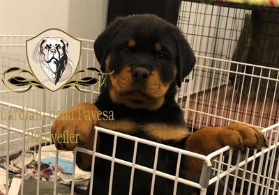 Cuccioli rottweiler pedigree
