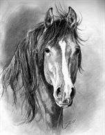 Quarter Horse in mezza fida