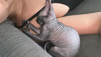 Vendo 4 gattini sphynx 1 di cui una - Foto 3